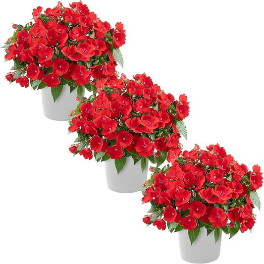 Live Flowering New Guinea Impatiens - Red (3 Plants Per Pack), Beautiful Shade Flowers, 12" Tall by 5" Wide in 1 Qt Pot