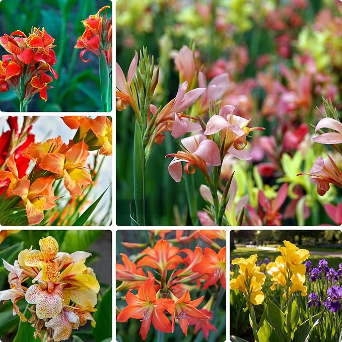 10 Canna Indica Lily Seeds, Perennial Mixed Color Canna Cleopatra Flower Seed, Non-GMO Cleopatra Flowers for Home, Garden, Outdoor