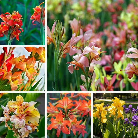 10 Canna Indica Lily Seeds, Perennial Mixed Color Canna Cleopatra Flower Seed, Non-GMO Cleopatra Flowers for Home, Garden, Outdoor