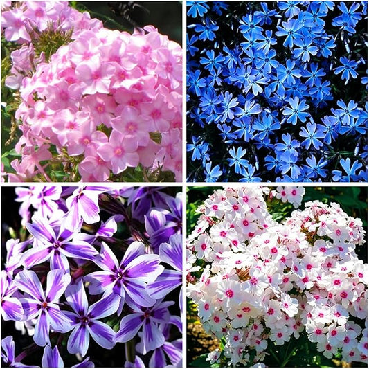 5088+ Mixed Creeping Dwarf Phlox Seeds for Planting, Perennial Creeping Phlox Beauty Flower Seeds Ground Cover Plants, Non-GMO Heirloom Dwarf Flowers for Home Garden Outdoors