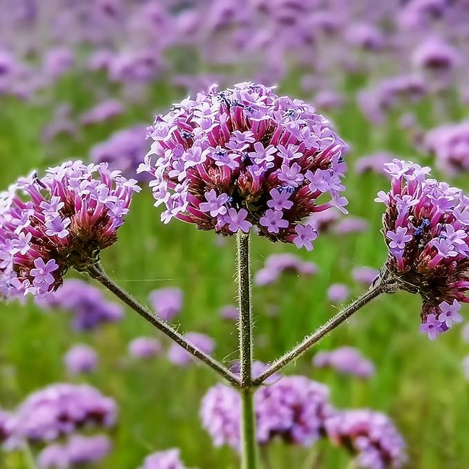 Verbena Seeds for Planting, 5000 Non-GMO Verbena Seeds, Perennial Wildflower and Ground Cover Plant Seed for Home Garden, Potted Decoration