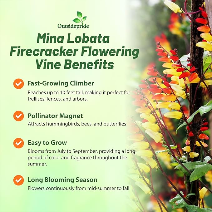Outsidepride Firecracker Vine Seeds - 200 Pcs. Perennial, Versatile & Low Maintenance, Flower Seeds for Planting Vertical Growing, Vibrant Tubular Reddish-Orange Blooms, Great for Pollinator Gardens
