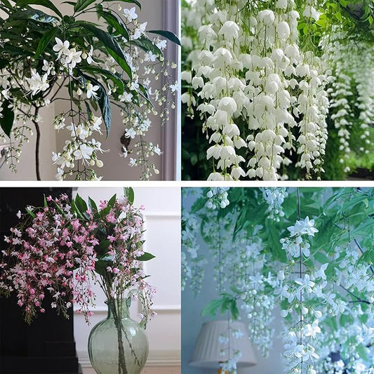 Climbing Jasmine Flower Seeds for Planting, 100 Jasminum Sambac Seeds, Perennial Flower Plants, Non-GMO Heirloom Climbing Jasmine Seed for Home Garden, Balcony, Vertical Garden Decor