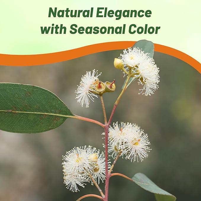 Outsidepride Lemon Bush Eucalyptus Seeds - 25 Pcs. Perennial, Easy to Grow & Drought Tolerant, Flower Seeds for Planting Fragrant, Vibrant Blooms for Landscaping & Pollinator Gardens
