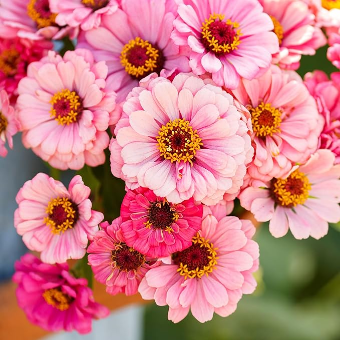 Eden Brothers Zinnia Seeds - Exquisite, Non-GMO Seeds for Planting, 1 lb | Low-Maintenance Flower Seeds, Plant During Spring, Zones 3, 4, 5, 6, 7, 8, 9, 10