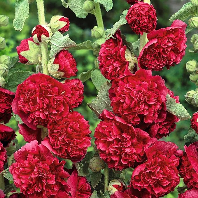 Eden Brothers Hollyhock Seeds - Chaters Double Red