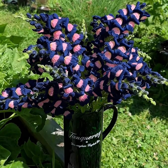 Mix Snapdragon Seeds for Planting, 200+pcs Rare Midnight Snapdragon Perennial Flower Seeds Plants, Non-GMO Heirloom Beauty Hummingbird Pollinate Flowers for Home Garden Outdoors