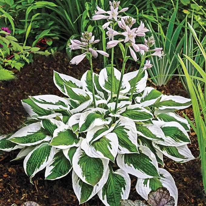 100+ Seeds Perennial Hosta Flower Seed for Planting Outdoors Garden Home Beauties