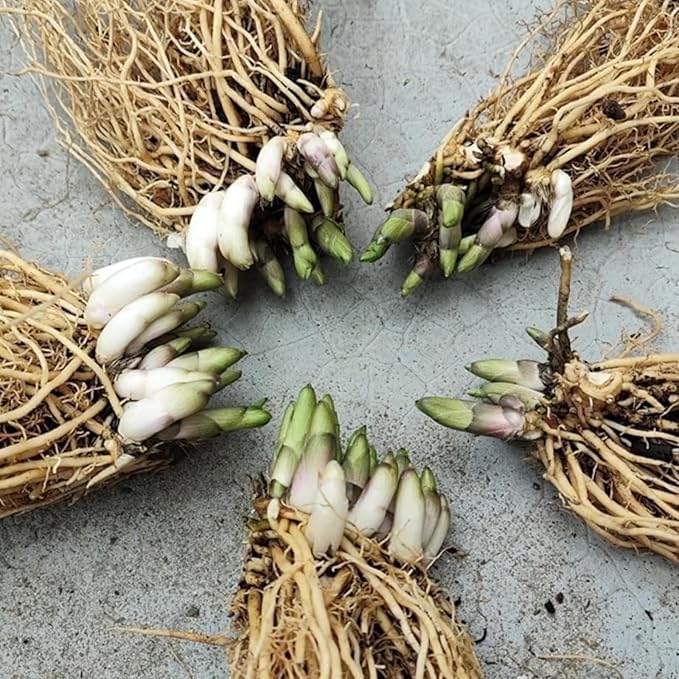 Midnight Blue Hosta Cold and Drought Tolerant, Mix Tubers Kit, Garden Decoration, For Indoor/Outdoor Potted