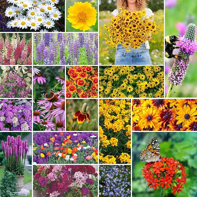 Eden Brothers All Perennial Wildflower Seed Mix for Planting, 1/4 lb, 135,000+ Seeds, Throw and Grow 19 Flower Varieties, No Fillers Covers 2,000-2,250 Sq Ft, Attracts Pollinators, Non-GMO, Zones 3-10