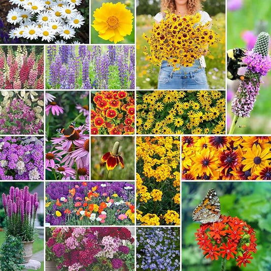 Eden Brothers All Perennial Wildflower Seed Mix for Planting, 1/4 lb, 135,000+ Seeds, Throw and Grow 19 Flower Varieties, No Fillers Covers 2,000-2,250 Sq Ft, Attracts Pollinators, Non-GMO, Zones 3-10