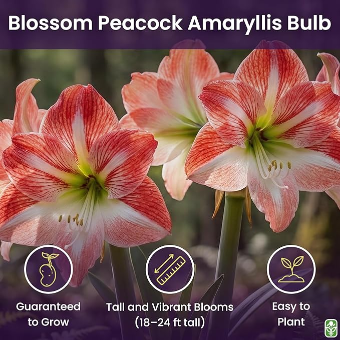 Blossom Peacock Amaryllis Bulb Double White with Red– Large Bulb for Planting, 4-8 Blooms, 16–24" Tall – Elegant Indoor & Outdoor Plant – Low-Maintenance Amaryllis Bulb (Not in Wax)