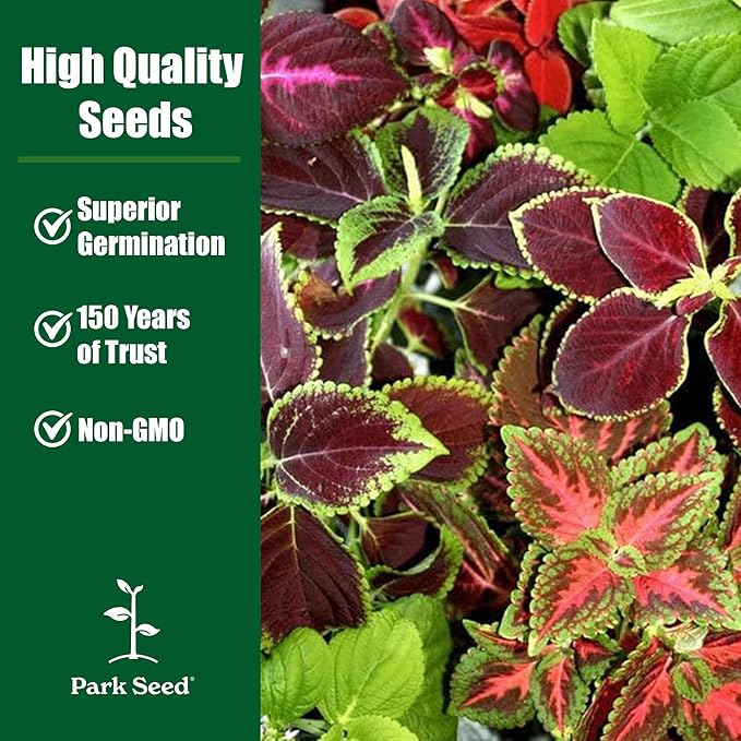Park Seed Wizard Jade Coleus Seeds – Grow Your Own Vibrant Indoor or Outdoor Plants, Shade-Loving Annual, Cream and Green Foliage for Containers, Borders, or Garden Beds, Pack of 500