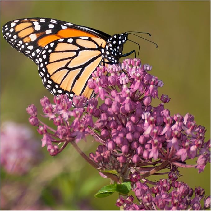 Seed Needs Milkweed Seeds for Planting Butterfly Orange/Swamp Pink Asclepias Flowers - Heirloom Wildflowers to Attract Monarch Butterflies to a Butterfly Garden (2 Pack Duo)