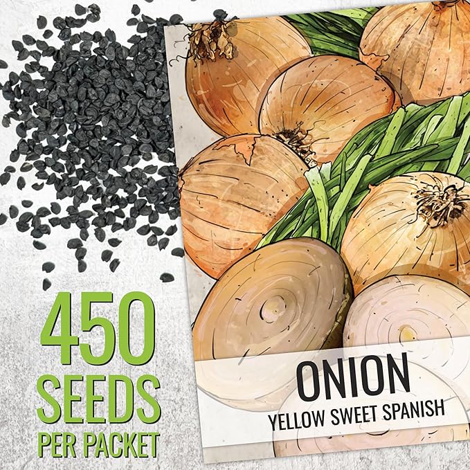 Seed Needs Onion Seeds for Planting Yellow Sweet Spanish Long Day Onions - Non-GMO Heirloom & Untreated Vegetable Seeds to Plant an Outdoor Home Grown Veggie Garden (5 Packs)