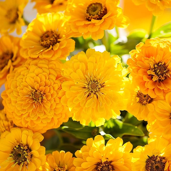 Eden Brothers Zinnia Seeds - Canary Bird, Non-GMO Seeds for Planting, 1/4 lb | Low-Maintenance Flower Seeds, Plant During Spring, Zones 3, 4, 5, 6, 7, 8, 9, 10