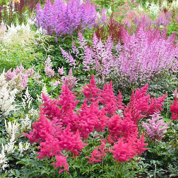 Giant Plume Assorted Astilbe Flowers - 3, 6, or 9 Bulbs -Attracts Butterflies, Bees & Hummingbirds - Great Gardening Gift (6 Bulbs)