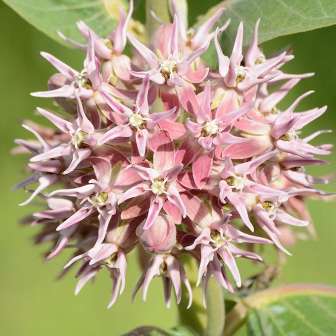 Seed Needs Milkweed Seeds for Planting Showy Pink/Common Pink Asclepias Flowers - Heirloom Wildflowers to Attract Monarch Butterflies to a Butterfly Garden (2 Pack Duo)