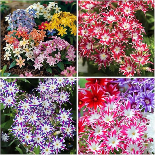 1508+ Creeping Mixed Phlox Seeds for Planting,Bright Perennial Creeping Phlox Seeds- Ground Cover Plants Seed Non GMO Heirloom for Outdoors