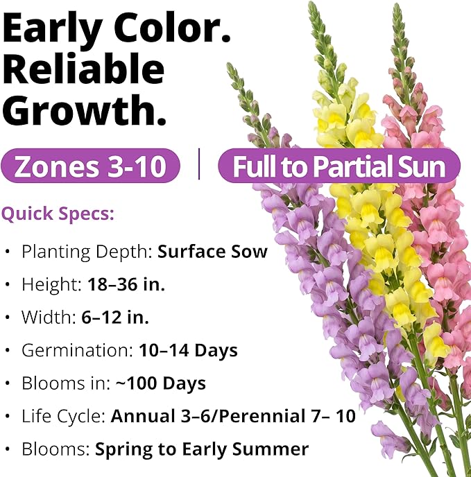 HOME GROWN Northern Lights Snapdragon Seeds (~6,000) – Lavender, Pink, Peach & Yellow Pastel Mix Flower Seeds, Cool Season Cut Flowers, Heirloom Non-GMO Antirrhinum majus for Beds, Borders & Bouquets