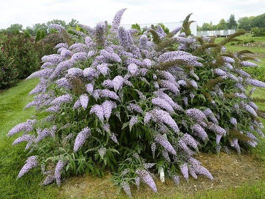 Greenwood Nursery: Live Shrub Plants - 'Grand Cascade' Butterfly Bush + Buddleja/Buddleia Davidii - [Qty: 10x Pint Pots] - (Click for Other Available Plants/Quantities)