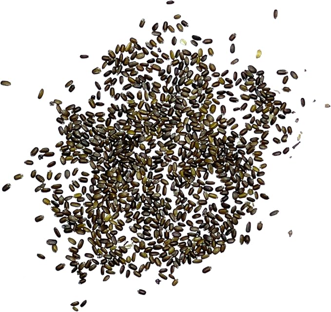 Seed Needs Bee Balm Seeds for Planting Wild Bergamot - Heirloom & Open Pollinated Perennial Flowers to Grow a Butterfly Garden to Attract Bees, Butterflies & Other Pollinators (1 Pack)