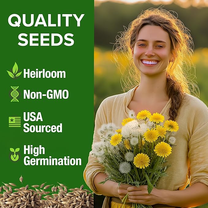 HOME GROWN Dandelion Seeds for Planting 600 Heirloom Medicinal Herb Seeds Non GMO Grow Edible Leaves and Flowers for Remedies or Wildlife (Taraxacum officinale)