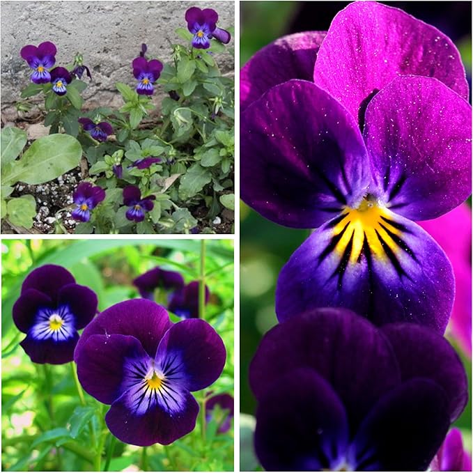 Seed Needs Viola Seeds for Planting King Henry Violas - Heirloom & Open Pollinated Annual Flower Seed to Plant an Outdoor Butterfly Wildflower Garden (1 Pack)