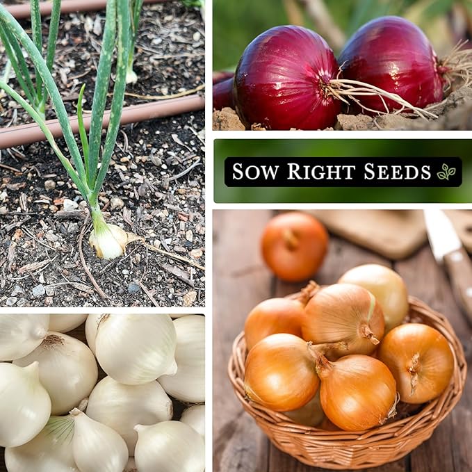 Sow Right Seeds - Short Day Onion Seed Collection for Planting - Red Creole, Crystal White Wax, Texas Early Grano - Non-GMO Heirloom Packets with Instructions to Plant a Home Vegetable Garden