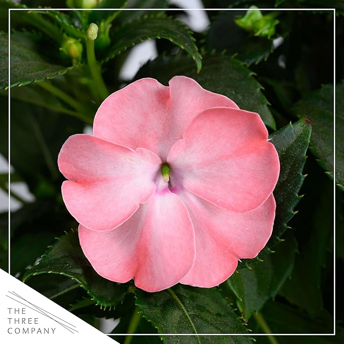 Live Flowering New Guinea Impatiens - Salmon (2 Plants Per Pack), Beautiful Shade Flowers, 12" Tall by 5" Wide in 1 Qt Pot