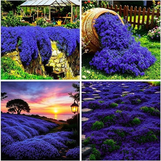 9998+ Blue Woolly Thyme Seeds for Planting,Perennial Blue Creeping Thyme Seeds Ground Cover,Drought Tolerant Path Edging Thym Seed Evergreen Silver Foliage for Stone Pathways