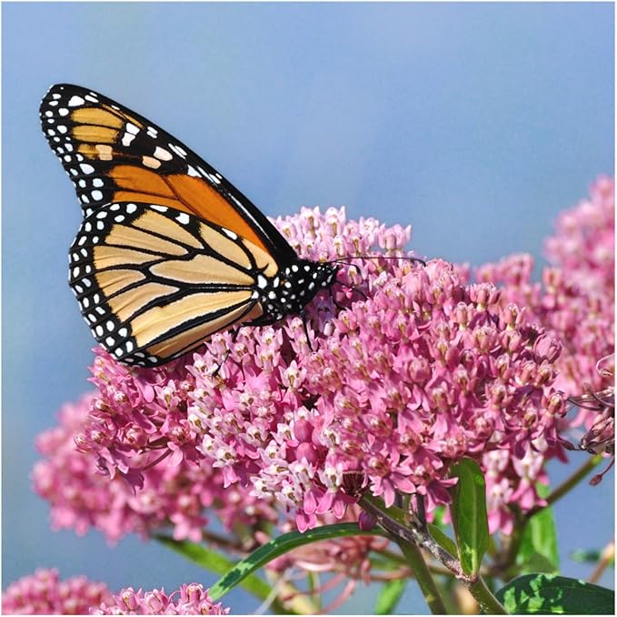 Seed Needs Milkweed Seeds for Planting Swamp Milk Weed (Asclepias Incarnata) White & Pink Seed Collection - Attract Monarch Butterflies by Growing a Butterfly Garden (2 Packs)