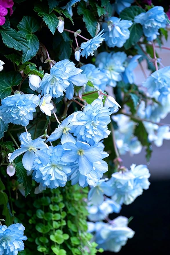 Weeping Begonia Seeds for Planting, 100pcs Perennial Tuberous Begonia Flower Seeds Plants, Non-GMO Heirloom Open Pollinated Beauty Flowers Plants for Home Garden Outdoors