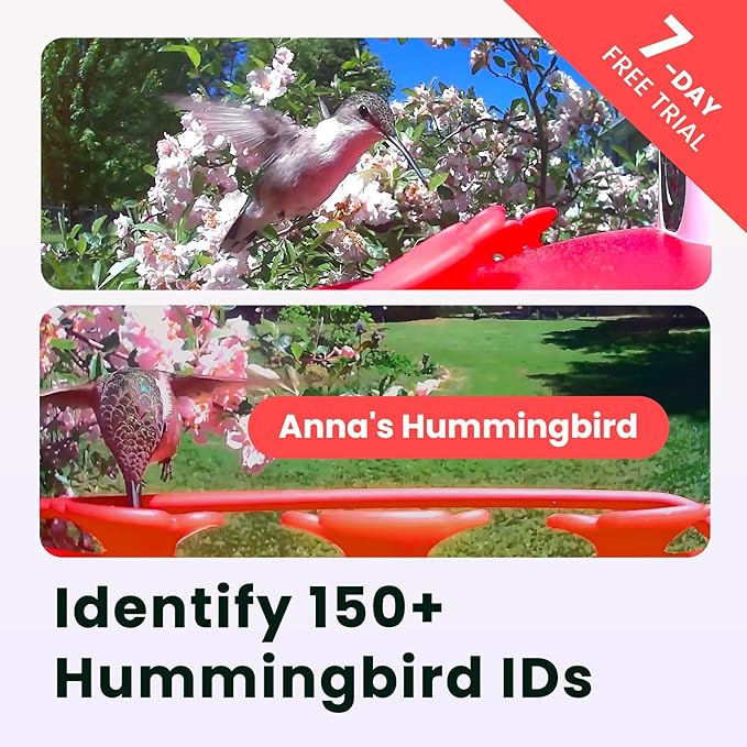 Birdfy Hummingbird Feeder with Dual Cameras AI Identify - 2K HD Smart Cameras, Close-Up Bird Video/Live Watching & Instant Notifications, Ant Moat & Leakproof - 20oz