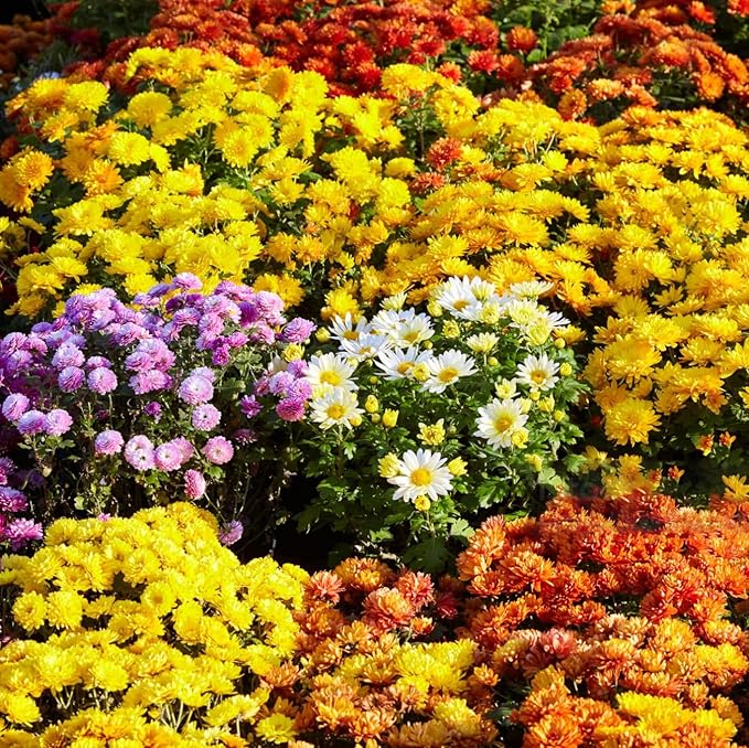 350+ USA PERMIUM Mums Chrysanthemum Seeds for Planting Outdoor-Hardy Chrysanthemum Flower Seeds Perennial Outdoor Ground Cover