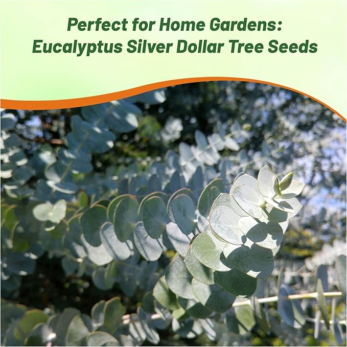 Outsidepride Silver Dollar Tree Eucalyptus Seeds - 25 Pcs. Perennial, Easy to Grow & Drought Tolerant, Flower Seeds for Planting Fragrant, Vibrant Blooms for Landscaping & Pollinator Gardens