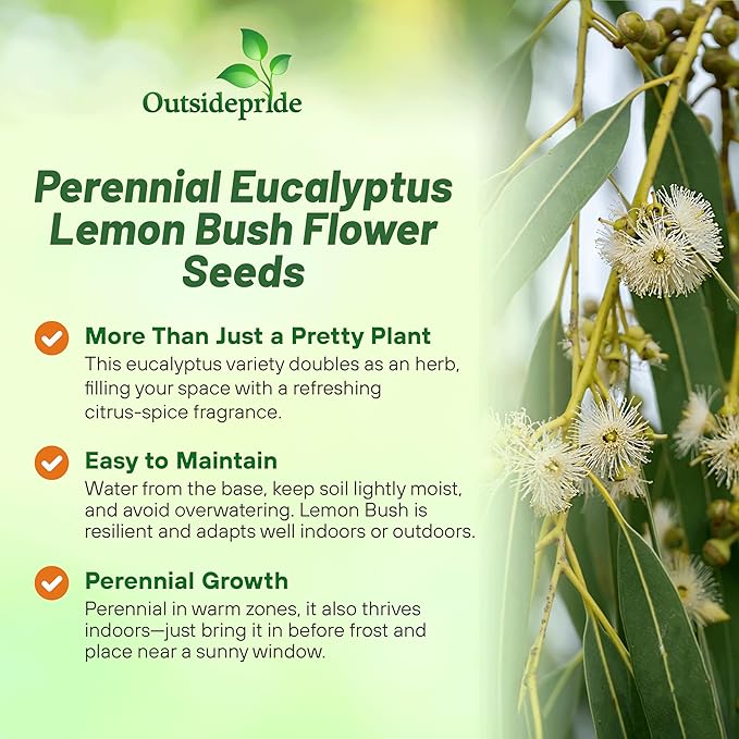 Outsidepride Lemon Bush Eucalyptus Seeds - 25 Pcs. Perennial, Easy to Grow & Drought Tolerant, Flower Seeds for Planting Fragrant, Vibrant Blooms for Landscaping & Pollinator Gardens