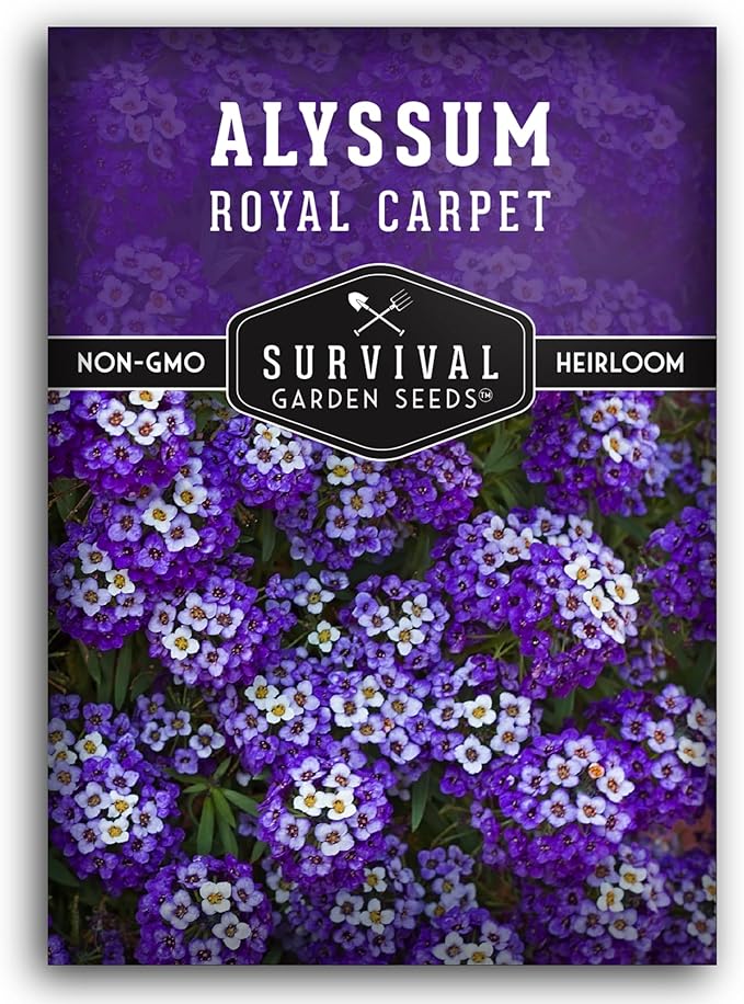 Alyssum Seeds for Planting - Sweet Royal Carpet Purple Variety - Fragrant Perennial Flower & Ground Cover - Heirloom Non-GMO - Survival Garden Seeds (1 Pack)