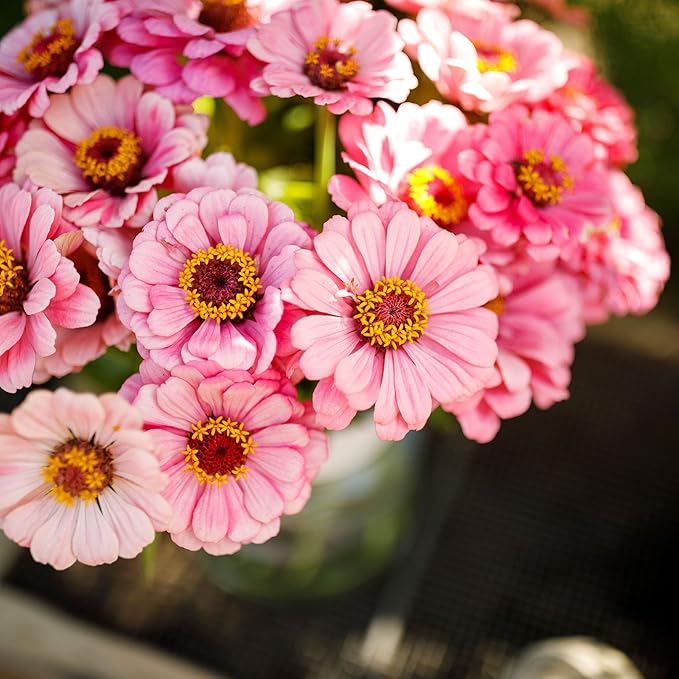 Eden Brothers Zinnia Seeds - Exquisite, Non-GMO Seeds for Planting, 1 lb | Low-Maintenance Flower Seeds, Plant During Spring, Zones 3, 4, 5, 6, 7, 8, 9, 10