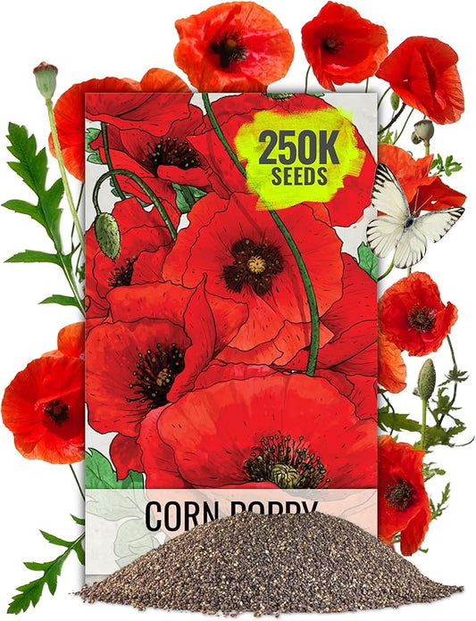 Seed Needs Corn Poppy Seeds for Planting Wildflower Seeds | 1.5 Ounce Papaver Rhoeas Annual Flower Seed Red Blooms | Produces Red Prolific Blooms an American Summer Favorite | Bulk
