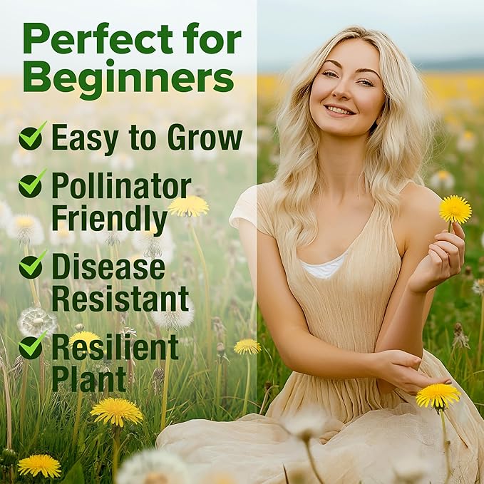 HOME GROWN Dandelion Seeds for Planting 600 Heirloom Medicinal Herb Seeds Non GMO Grow Edible Leaves and Flowers for Remedies or Wildlife (Taraxacum officinale)