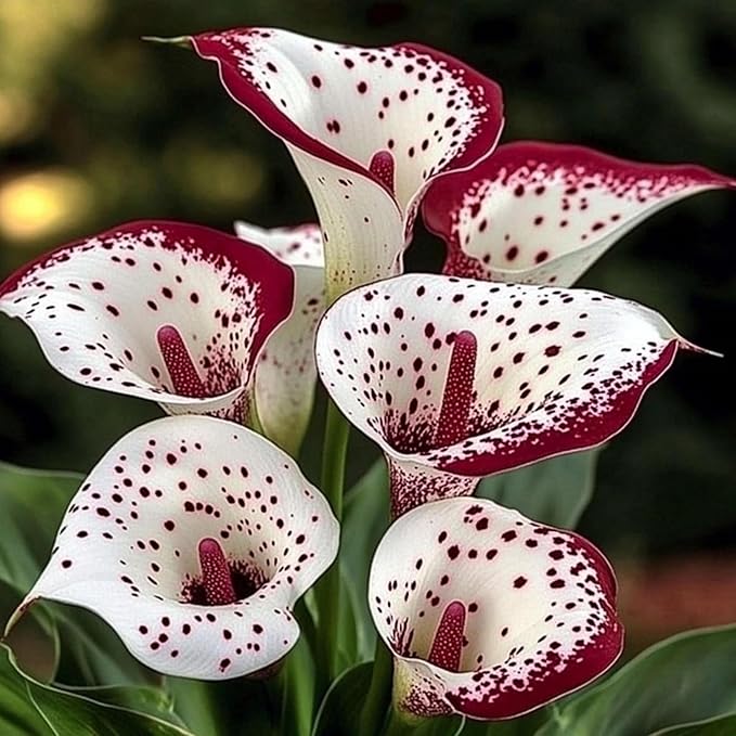 15+ Mix Color Canna Lily Flower Seeds Perennial Flower Seeds Beautiful Bonsai Plant Home Garden Decor