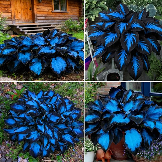 Hosta Seeds for Planting, 297+pcs Rare Perennial Hosta Flower Seeds Plants, Non-GMO Heirloom Long Blooming Plants Shaded Entry Pathway Flowers for Garden Outdoors