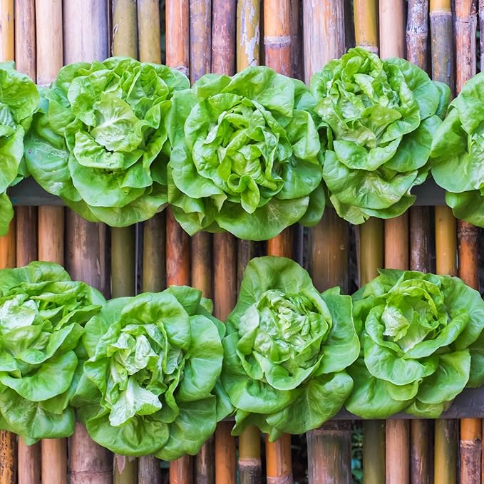 Seed Needs Lettuce Seeds Variety Pack for Planting a Collection of 14 Individual Varieties - Packets Includes Romaine, Iceberg, Oakleaf, Lollo Rosso and More