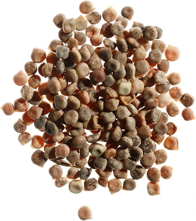 Seed Needs Texas Bluebonnet Seeds for Planting Blue Lupinus Flowers - Heirloom & Open Pollinated Wildflower Seed to Plant an Outdoor Butterfly Garden to Attract Pollinators (XL Pack)