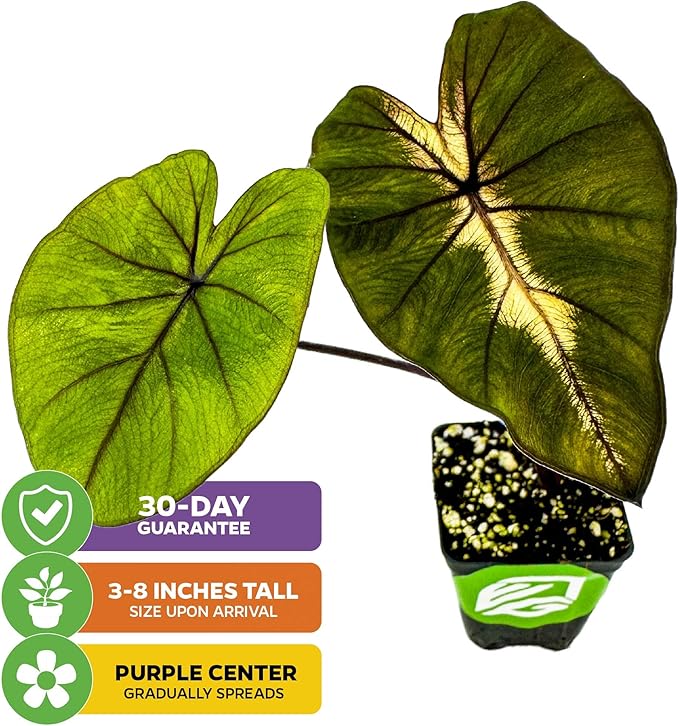 Waikiki Elephant Ear Live Plant - Colocasia esculenta by Wellspring Gardens