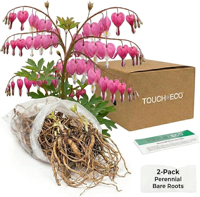 2 Pink Bleeding Heart Bare Root Perennial Plants – Heart Shaped Pink Blooms, Easy to Grow Shade Flower Roots, Attracts Butterflies, Bees & Hummingbirds, Spring Garden Flower Bulb Collection
