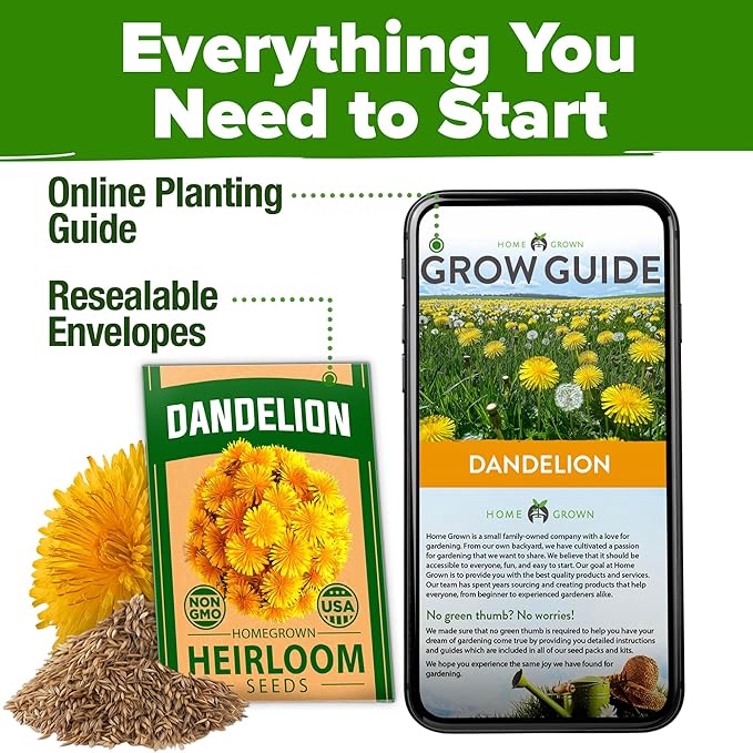 HOME GROWN Dandelion Seeds for Planting 600 Heirloom Medicinal Herb Seeds Non GMO Grow Edible Leaves and Flowers for Remedies or Wildlife (Taraxacum officinale)