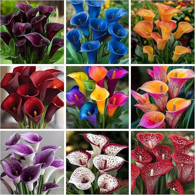 15+ Mix Color Canna Lily Flower Seeds Perennial Flower Seeds Beautiful Bonsai Plant Home Garden Decor