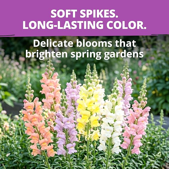 HOME GROWN Northern Lights Snapdragon Seeds (~6,000) – Lavender, Pink, Peach & Yellow Pastel Mix Flower Seeds, Cool Season Cut Flowers, Heirloom Non-GMO Antirrhinum majus for Beds, Borders & Bouquets